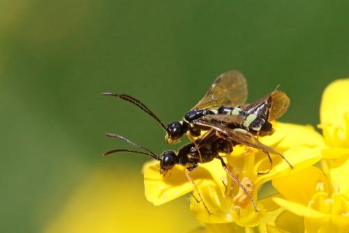 Réf. 232 112 : Cephus pygmaeus